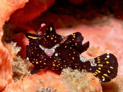 Juvenile Antennarius maculatus (warty frogfish). (f/8, 1/... by E&e Lp 